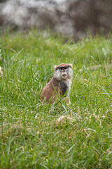 Sticker - Vertical shot of a common patas monkey sitting in the grass