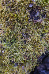 Sticker - Vertical shot of the tree trunk was covered with green moss