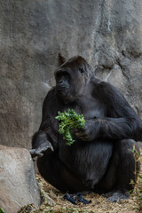 Canvas Print - Vertical shot of an adult gorilla eating greenery