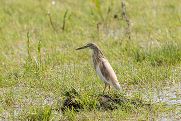 Wall Mural - Selective focus shot of a Squacco heron bird perched on a meadow grass