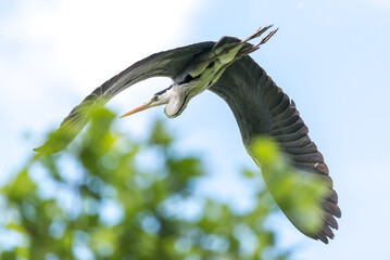 Sticker - Selective focus shot of a hray heron bird flying over a tree