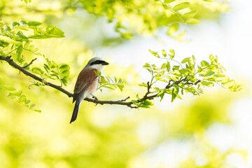 Sticker - Selective focus shot of a Red-backed shrike bird perched on a tree branch