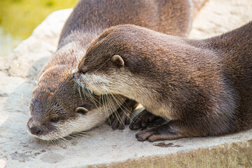 Wall Mural - Closeup of Asian small-clawed otters lying on the rock on a sunny day