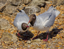 Black-Headed Gulls Rubbing Beaks To Aid Regurgitation 
