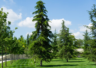 Wall Mural - Beautiful Himalayan cedar (Cedrus Deodara, Deodar) on lush green lawn in public landscape city Park Krasnodar or Galitsky Park in sunny summer 2021