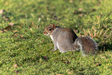 Wall Mural - Grey squirrel (Sciurus carolinensis) which is a wild tree animal rodent mostly found in a wildlife woodland forest or garden, stock photo image