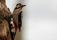 Spotted Woodpecker On Tree