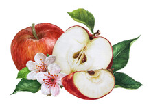 Watercolor Red Apples With Leaves And Flowers, Apple Slices Isolated On A White Background.Botanical Summer Fruit, Cookbook Stickers, Clipping Path.