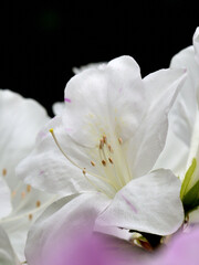 Wall Mural - Azalea flowers are blooming