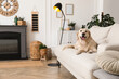© New Africa - Adorable Golden Retriever dog on sofa near electric fireplace indoors