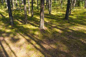 Wall Mural - A summer pine forest landscape