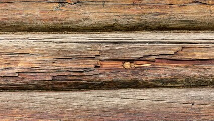 Wall Mural - The photo shows the texture of the tree, the background