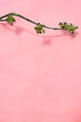 Spring blossom on the brunch on pink background 