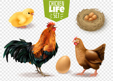 Chicken-life-cycle-realistic-set-from-eggs-laying-chicks-hatching-adult-birds-transparent
