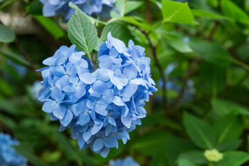 Wall Mural - ハート型のアジサイの花　鎌倉の明月院　Heart-shaped hydrangea flower