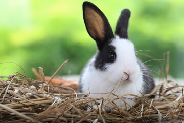 Cute little rabbit on green grass with natural bokeh as background during spring. Young adorable bunny playing in garden. Lovrely pet at park