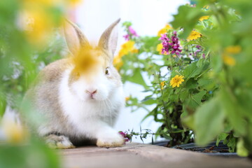 Cute little rabbit on green grass with natural bokeh as background during spring. Young adorable bunny playing in garden. Lovrely pet at park