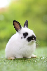 Wall Mural - Cute little rabbit on green grass with natural bokeh as background during spring. Young adorable bunny playing in garden. Lovrely pet at park
