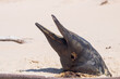 A buried dead porpoise washed ashore in advanced stage of decomposition with the head sticking out of the sand and open mouth