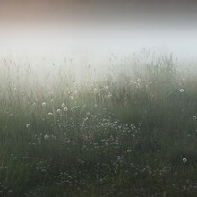Gree Forest Lawn (meadow, Field) In A Thick White Fog At Sunset. Plants, Herbs, Wildflowers. Picturesque Scenery. Idyllic Rural Landscape. Pure Nature, Environment, Ecology