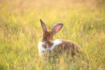 Wall Mural - Rabbit in green field and farm way. Lovely and lively bunny in nature with happiness. Hare in the forest. Young cute bunny playing in the garden with grass and small flower in dreamy golden light.