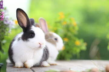 Cute little rabbit on green grass with natural bokeh as background during spring. Young adorable bunny playing in garden. Lovrely pet at park