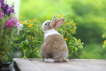 Cute little rabbit on green grass with natural bokeh as background during spring. Young adorable bunny playing in garden. Lovrely pet at park