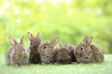 Wall Mural - Cute little rabbit on green grass with natural bokeh as background during spring. Young adorable bunny playing in garden. Lovrely pet at park