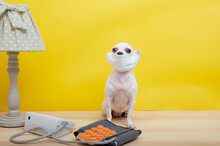 Purebred Female Chihuahua Against A Yellow Wall Under A Cozy Vintage Lamp With A Green Lampshade With White Polka Dots Sits In A Mask Carefully Looking At A Pack Of Orange Flu Pills
