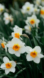 Żonkil (Narcissus jonquilla L.) 2