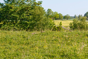 Poster - Grass meadow with flowers and a green woodpecker on a rock