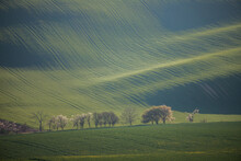 Alley In The Beautifully Undulating Spring Landscape Of Moravian Tuscany