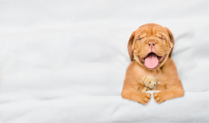 Poster - Cozy Mastiff puppy sleeps under white blanket on a bed at home and hugs favorite toy bear before bedtime. Top down view. Empty space for text