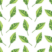 Watercolor Spinach Leaf Seamless Pattern On White Background. Greenery Hand Drawing Illustration. Healthy Food.