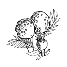 Mushroom Puffball Pear-shaped Or Hemp. Edible Mushroom. Vector Black And White Illustration