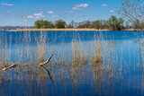 Fototapeta  - krajobraz jeziora rosną trzciny i trawy widok na jezioro