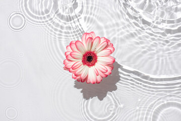 Wall Mural - Sunny summer background with gerbera flower.