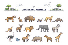 Grassland Animals For Savanna Or Safari Collection With Mammals Outline Set. Australia Fauna Elements With Biodiversity Examples Vector Illustration. African Elephants, Giraffe, Lion, Rhino And Zebra.