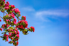 Blooming Red Purple Spring Tree On A Bright Blue Sky Background