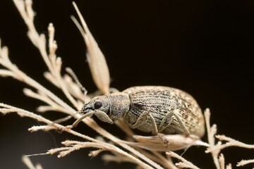 Wall Mural - Phyllobius pyri on dry grass