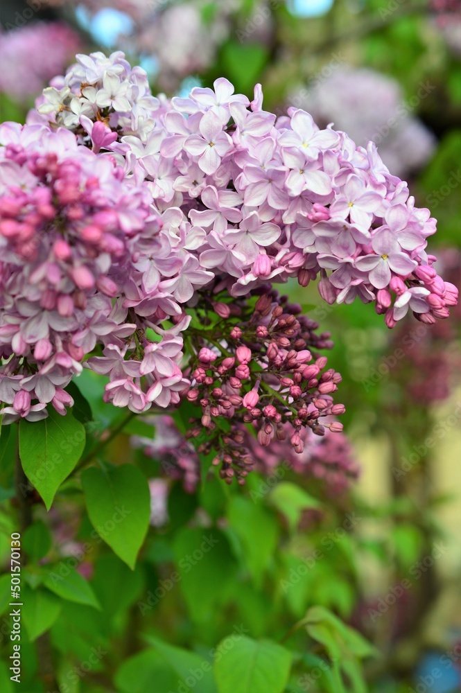 ライラック 紫丁香花（ムラサキハシドイ）Syringa vulgaris Stock