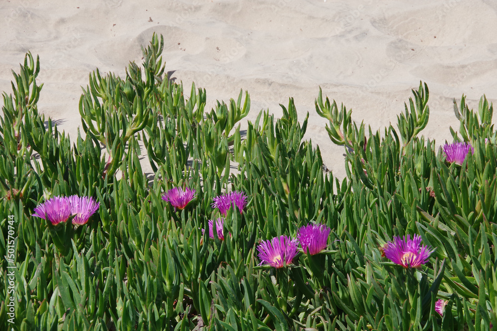Ice plant Delosperma succulent plants ground cover with purple flowers in  the beach sand Stock Photo | Adobe Stock
