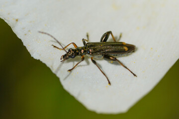 Wall Mural - Beetle (Oedemera barbara)