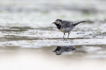 Wall Mural - Pied wagtail (Motacilla alba)