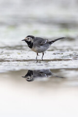 Wall Mural - Pied wagtail (Motacilla alba)