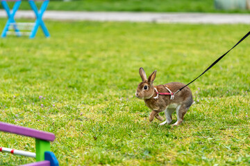 Wall Mural - adorable rabbit bunny jumping over the obstacles during bunny race, green background, pet photography, bunny hop, kaninhop