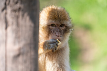 erfurter zoo