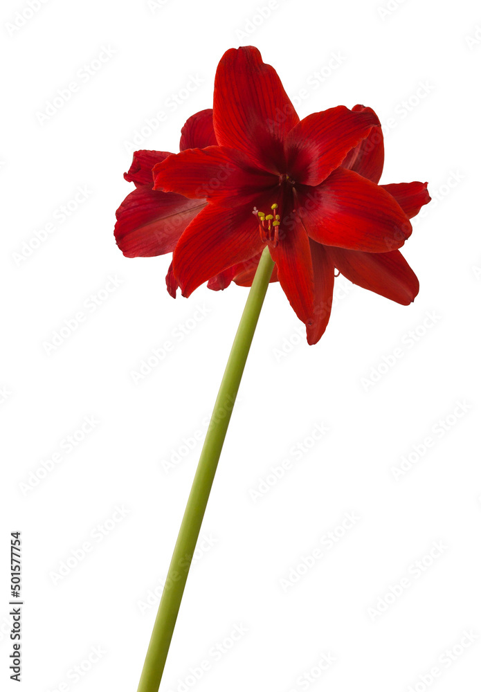 Dark red small-flowered (sonatini) hippeastrum (amaryllis) "Fire Dancer"  Stock Photo | Adobe Stock