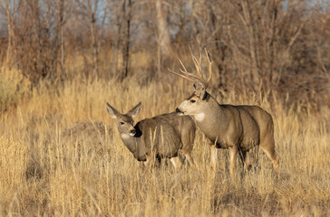 Poster - Mule Deer Rutting in Colorado in Autumn