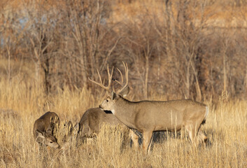 Poster - Mule Deer Rutting in Colorado in Autumn